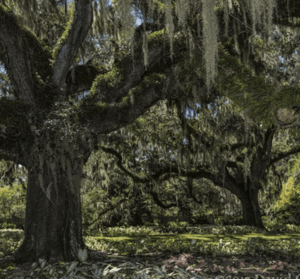 old trees with spanish moss hanging from branches