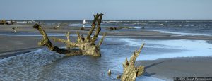 Capers Island State Heritage Preserve