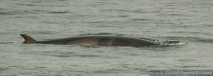 Minke Whale Surfacing in Puget Sound