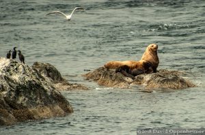Puget Sound Wildlife at Whale Rocks Preserve