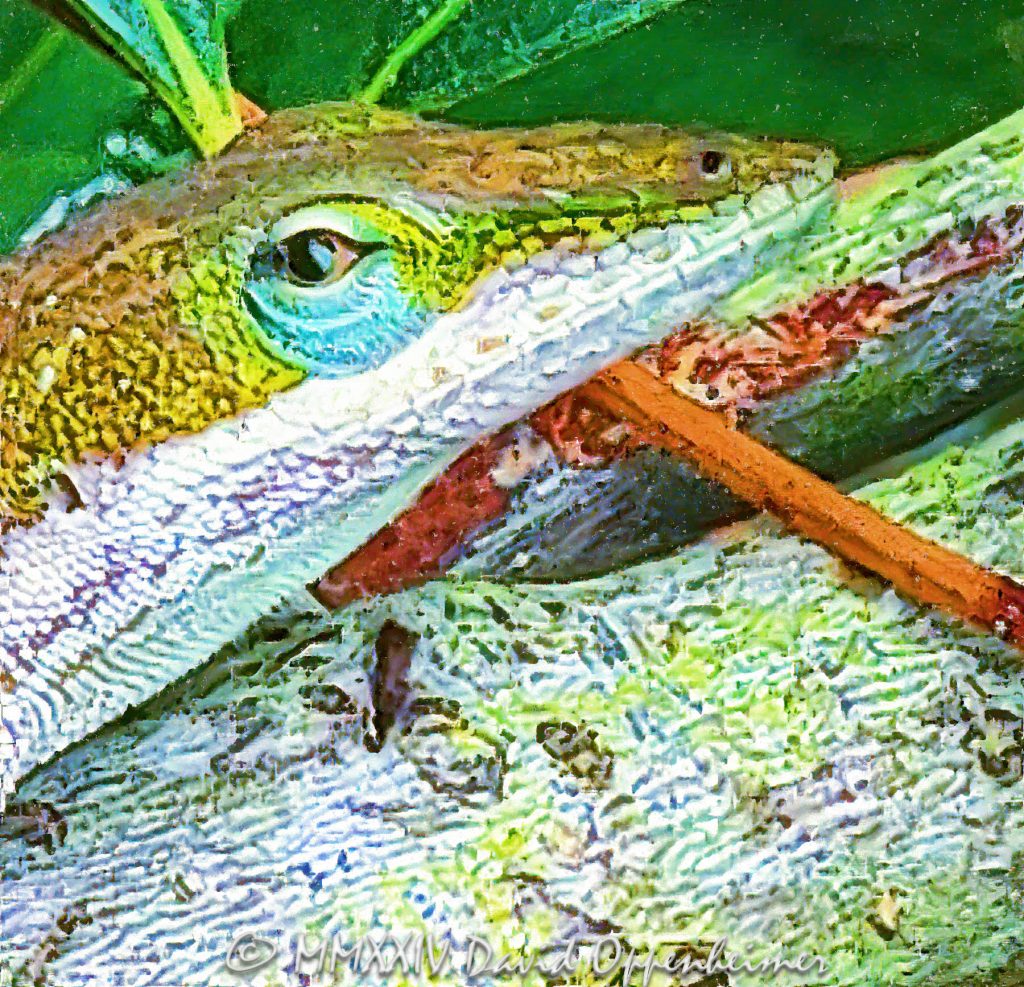 Lizard at Melton Peter Demetre Park at 640 Wampler Dr on James Island by Charleston, South Carolina - © 2024 David Oppenheimer - Performance Impressions photography archives - https://performanceimpressions.com lizard, lizard art, lizard close-up, reptile, wildlife, nature, Lowcountry, Charleston, South Carolina, tropical, Melton Peter Demetre Park, park, 640 Wampler Dr, James Island, Stiles Point, Woodhaven, 29412, David Oppenheimer, David Gordon Oppenheimer, United States, horizontal, color, 1-13726821381,