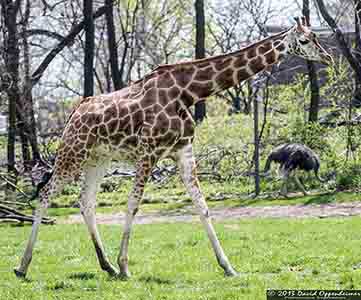 The Bronx Zoo Travel Photography