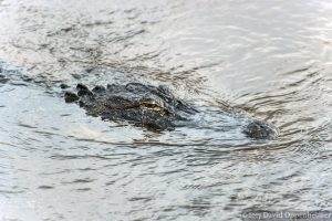 Alligator at Huntington Beach State Park