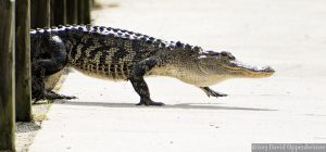 Alligator at Huntington Beach State Park