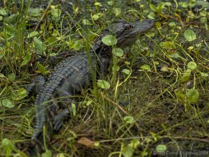 Alligator at Tom Yawkey Wildlife Center