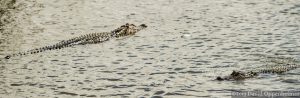 Alligators at Huntington Beach State Park
