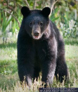 American Black Bear in North Carolina