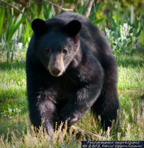 American Black Bear in North Carolina