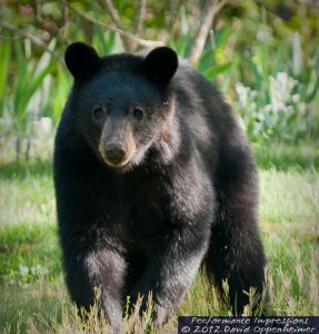 American Black Bear in North Carolina