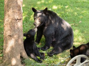 Amy the Bear with Her Cubs