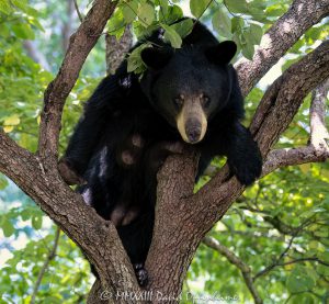 Amy the Bear with Injured Paw in Dogwood Tree
