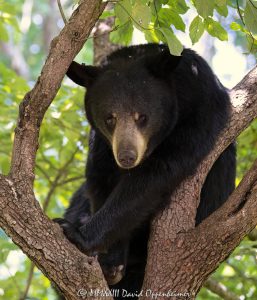 Amy the Bear in Dogwood Tree