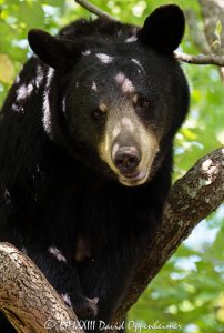 Amy the Bear in Dogwood Tree