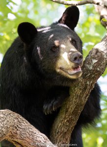 Amy the Bear in Dogwood Tree