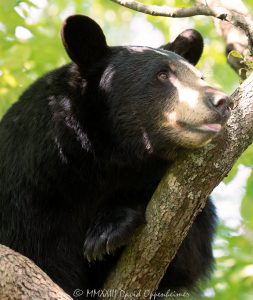 Amy the Bear in Dogwood Tree