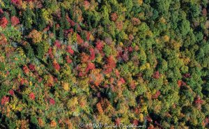Autumn Colors Trees Foliage Blue Ridge Parkway aerial view 7109
