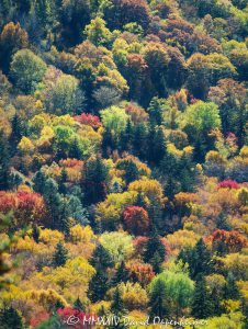 Autumn Colors Along the Blue Ridge Parkway