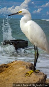 Naples, Florida Beach with Snowy Egret