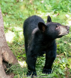 Bear Cub in Asheville, North Carolina