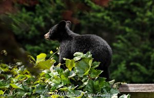 Bear Cub by Grapevine