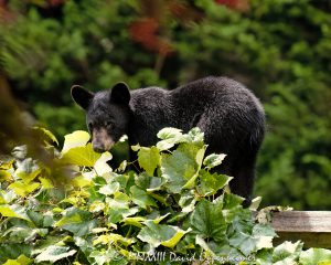 Bear Cub by Grapevine