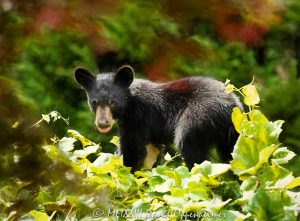 Bear Cub by Grapevine