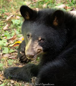 Young Bear Portrait Close-up