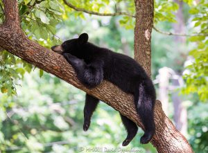 Bear Cub Resting in Dogwood Tree