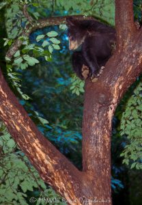 Bear Cub in Dogwood Tree