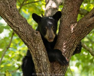 Bear Cub in Dogwood Tree