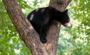 Bear Cub in Dogwood Tree