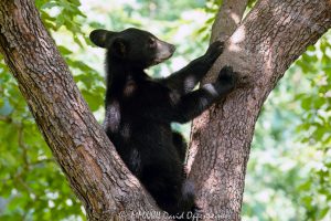 Bear Cub in Dogwood Tree