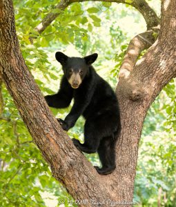 Bear Cub in Dogwood Tree