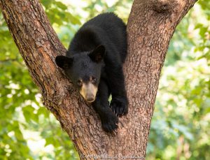 Bear Cub in Dogwood Tree