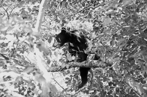 Bear Cub in Dogwood Tree