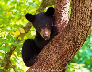 Bear Cub in Dogwood Tree