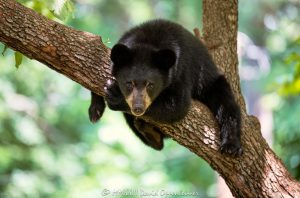 Bear Cub in Dogwood Tree