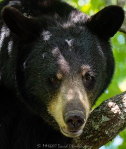 Bear Portrait Close-up