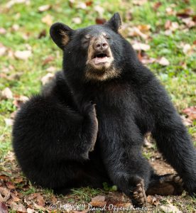 Bear Scratching Itch with Its Claws