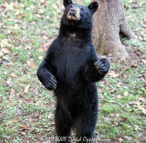 Black Bear Gracefully Standing Upright