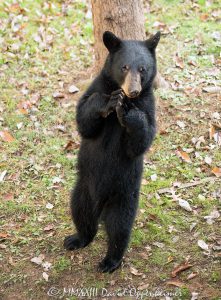 Black Bear Gracefully Standing Upright