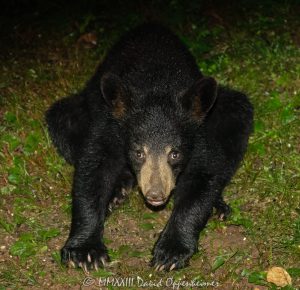 Bear Portrait Close-up