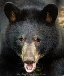 Young Bear Portrait Close-up