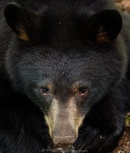 Young Bear Portrait Close-up