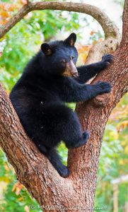 Young Bear in Dogwood Tree