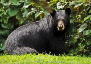 Mom Bear by Grapevine