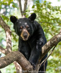 Young Bear in Dogwood Tree