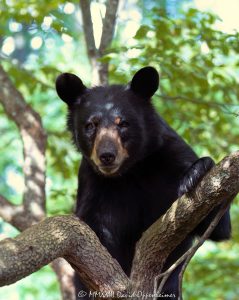 Young Bear in Dogwood Tree