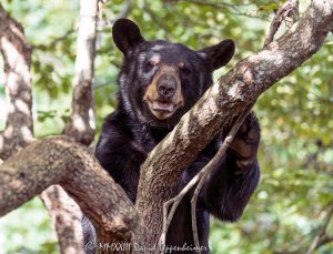 Bear in Dogwood Tree