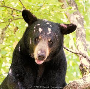 Bear in Dogwood Tree
